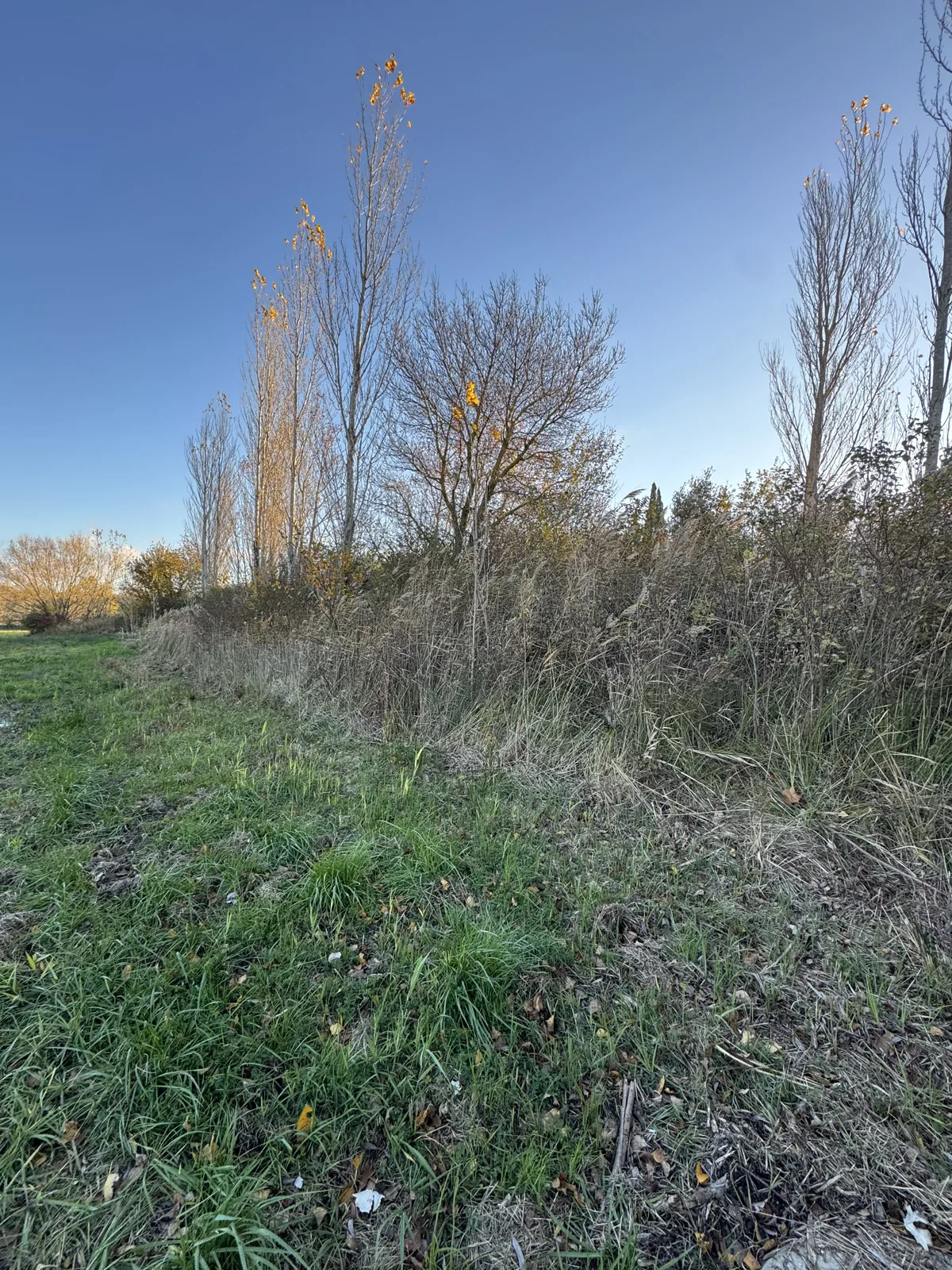 Débroussaillage en lisière - Avant