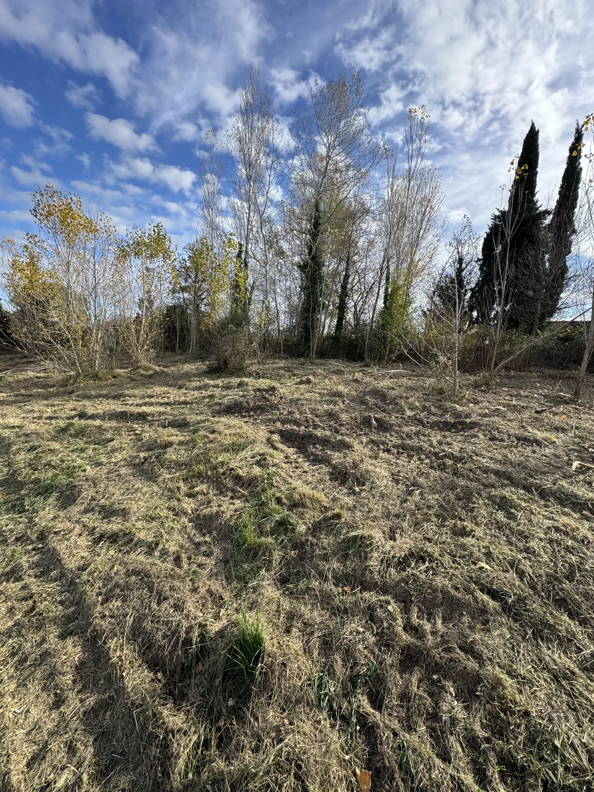 Sol couvert de végétation broyée au pied des arbres
