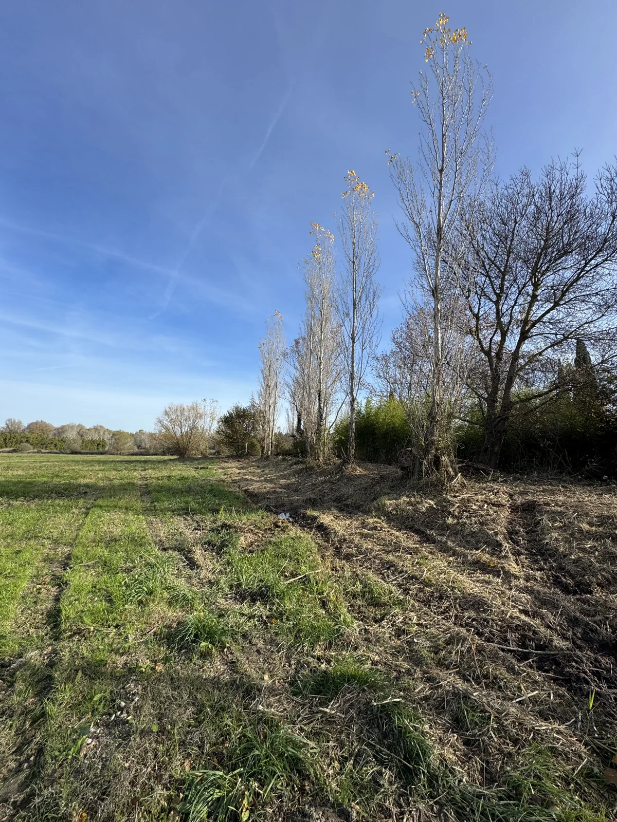 Bordure débroussaillée entre une prairie et un alignement d'arbres